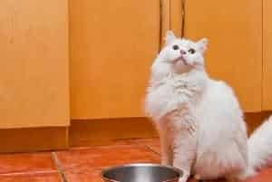你喂猫的方法错了！专家说用猫碗喂猫粮，不如这样吃