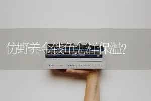 仿野养金钱龟怎样保温？