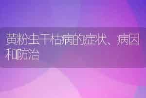 黄粉虫干枯病的症状、病因和防治