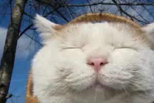 初代网红猫「猫叔」去世！他活到18岁的长寿秘诀你也应该记住