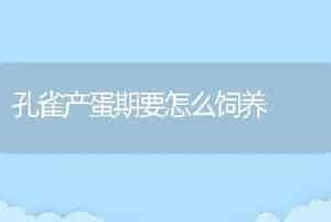 孔雀产蛋期要怎么饲养