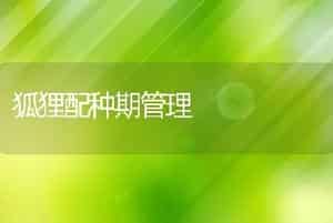 狐狸配种期管理