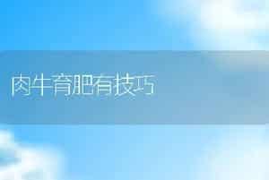 肉牛育肥有技巧