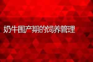 奶牛围产期的饲养管理