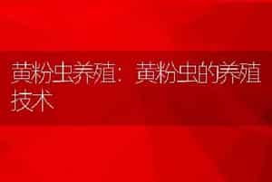 黄粉虫养殖：黄粉虫的养殖技术