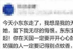 蚊子没赶跑，小奶猫反而被毒死了！夏天这样驱蚊才不伤猫