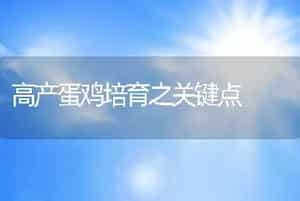 高产蛋鸡培育之关键点