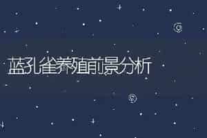 蓝孔雀养殖前景分析