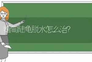 缅甸陆龟脱水怎么治？
