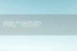 鳄龟产地是哪？