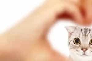 向猫说「我爱你」的正确方式！真爱猫就别让他只吃猫粮