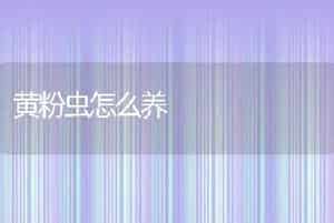 黄粉虫怎么养