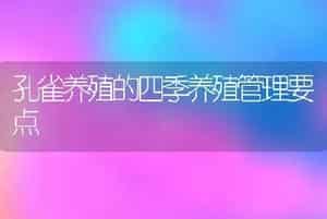 孔雀养殖的四季养殖管理要点