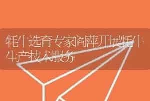 牦牛选育专家阎萍开展牦牛生产技术服务