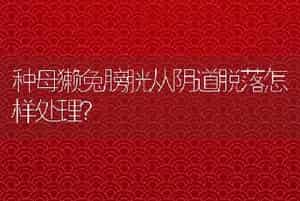 种母獭兔膀胱从阴道脱落怎样处理？