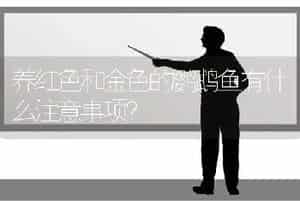 养红色和金色的鹦鹉鱼有什么注意事项？