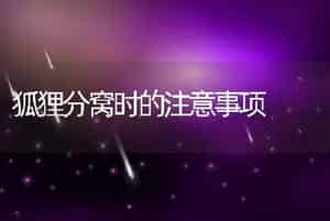 狐狸分窝时的注意事项