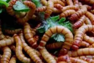 黄粉虫一般吃什么食物
