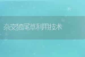 杂交狼尾草利用技术