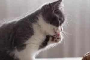 猫能吃八宝粥吗？