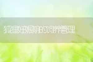 狐狸妊娠期的饲养管理