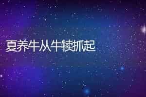 夏养牛从牛犊抓起