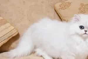 猫为什么那么喜欢酸奶？