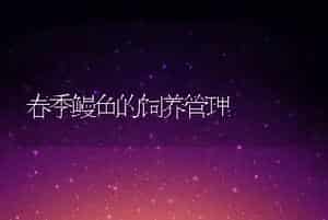 春季鳗鱼的饲养管理