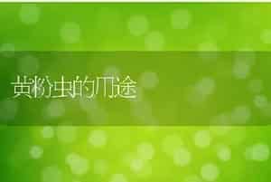 黄粉虫的用途