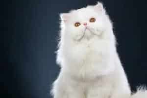 猫能吃猪肝吗？