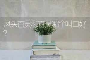 凤头百灵和百灵哪个叫口好？