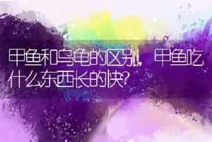 甲鱼和乌龟的区别，甲鱼吃什么东西长的快?