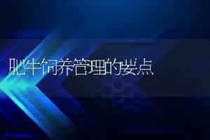 肥牛饲养管理的要点