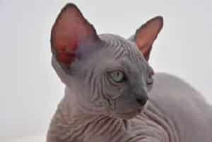 加拿大无毛猫如何喂食？