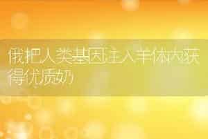俄把人类基因注入羊体内获得优质奶