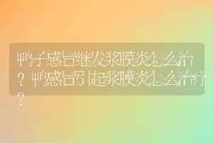 鸭子感冒继发浆膜炎怎么治？鸭感冒引起浆膜炎怎么治疗？