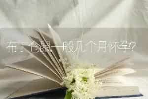布丁仓鼠一般几个月怀孕？