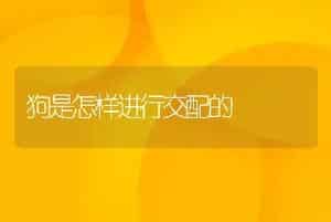 狗是怎样进行交配的