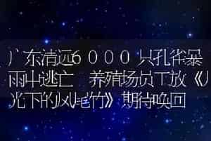 广东清远6000只孔雀暴雨中逃亡 养殖场员工放《月光下的凤尾竹》期待唤回