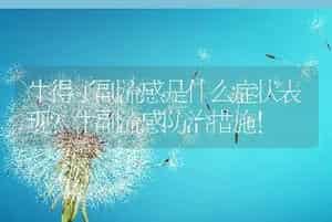 牛得了副流感是什么症状表现？牛副流感防治措施！