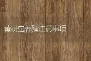 黄粉虫养殖注意事项