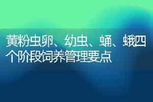 黄粉虫卵、幼虫、蛹、蛾四个阶段饲养管理要点