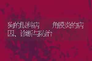 狗的眼科病--角膜炎的病因、诊断与防治