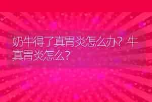 奶牛得了真胃炎怎么办？牛真胃炎怎么？