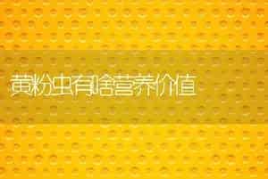 黄粉虫有啥营养价值