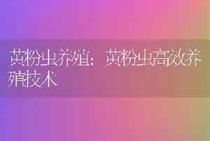 黄粉虫养殖：黄粉虫高效养殖技术