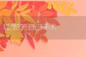 狐狸的剖腹产手术