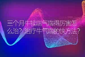 三个月牛犊喘气喘得厉害怎么治？治疗牛气喘的快方法？