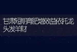 甘肃短期育肥增效益依托龙头发羊财