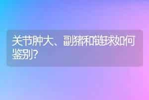 关节肿大、副猪和链球如何鉴别？